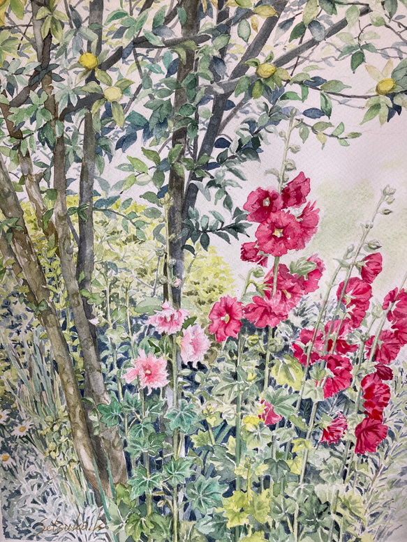 水彩画 原画 「タチアオイと花梨」F6 2枚目の画像