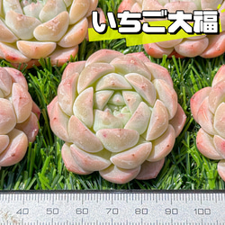 新入荷 大人気 多肉植物 エケベリア いちご大福 超美苗 レア種 1枚目の画像