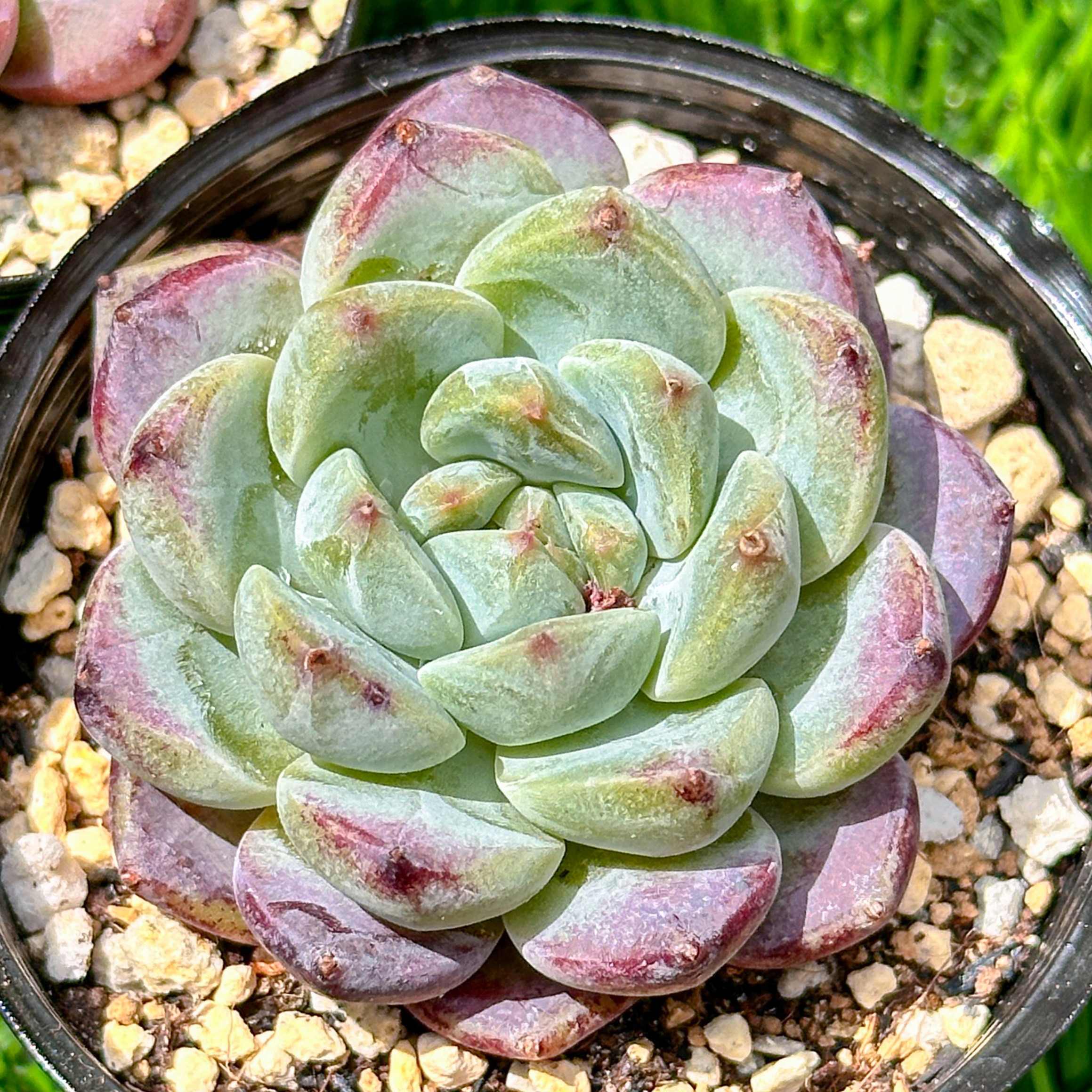 売却済み　　多肉植物 リエール苗　サンダーローズ