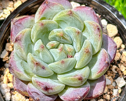 デカベリア 多頭♥️ミモザ♥️巨大エケベリア多肉 抜き苗 デカベリア 多頭♥️ミモザ♥️巨大エケベリア多肉 抜き苗