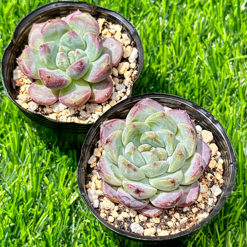 新入荷 大人気 多肉植物 エケベリア デザートローズ 超美苗 レア種