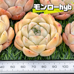 新入荷 大人気 多肉植物 エケベリア モンローhyb 超美苗 レア種 1枚目の画像