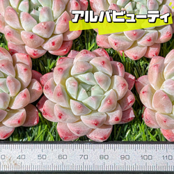 新入荷 大人気 多肉植物 エケベリア アルバビューティー 超美苗 レア種 1枚目の画像