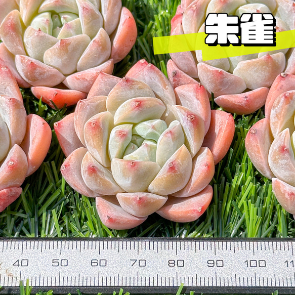 新入荷 大人気 多肉植物 エケベリア 朱雀 超美苗 レア種 多肉植物