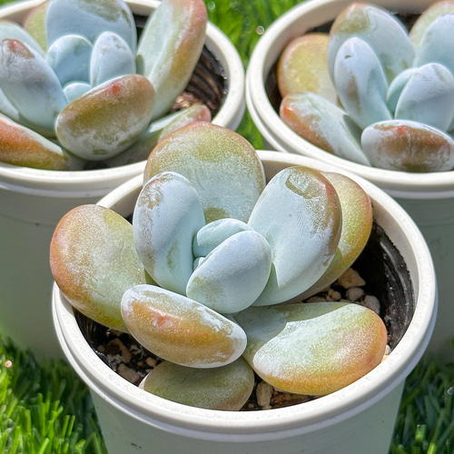 多肉植物❤レア❤ハッピー❤抜き苗 【公式通販】