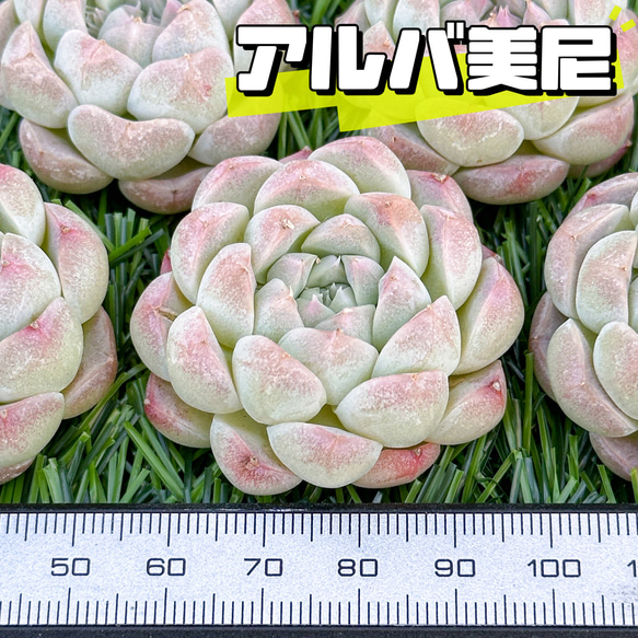 新入荷 大人気 多肉植物 エケベリア アルバ美尼 超美苗 レア種 多肉 