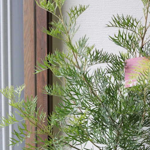 グレビレア【ピーチ&クリーム】❤︎オージープランツ 多肉植物