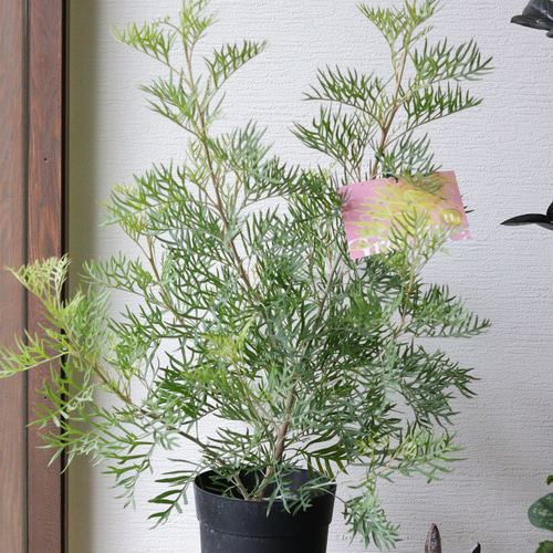 グレビレア【ピーチ&クリーム】❤︎オージープランツ 多肉植物