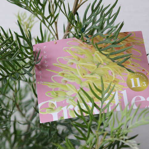 グレビレア【ピーチ&クリーム】❤︎オージープランツ 多肉植物