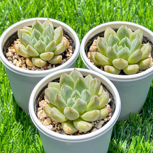 新入荷 大人気 多肉植物 エケベリア 星雲 超美苗 レア種 多肉植物