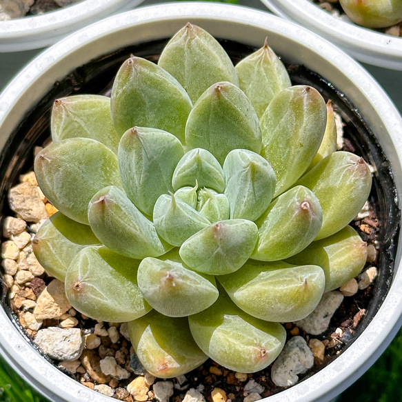 新入荷 大人気 多肉植物 エケベリア 星雲 超美苗 レア種 多肉植物 