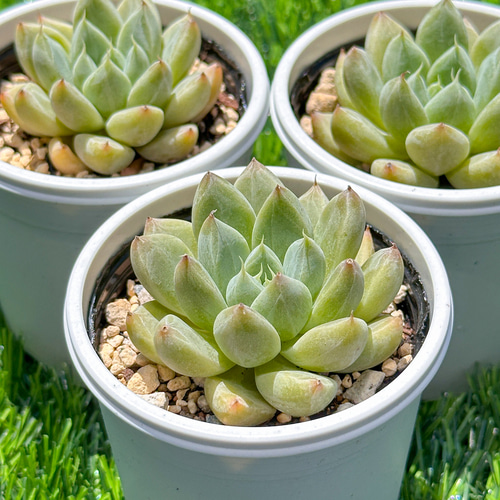 新入荷 大人気 多肉植物 エケベリア 星雲 超美苗 レア種 多肉植物