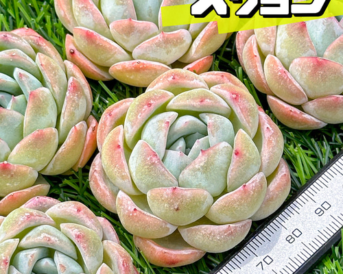 1711b5c8b74c30da0975157bc2d699