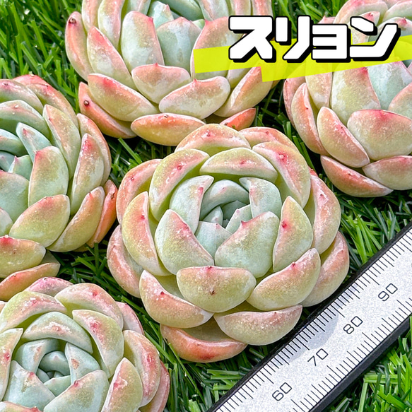 新入荷 大人気 多肉植物 エケベリア スリョン 超美苗 レア種 1枚目の画像