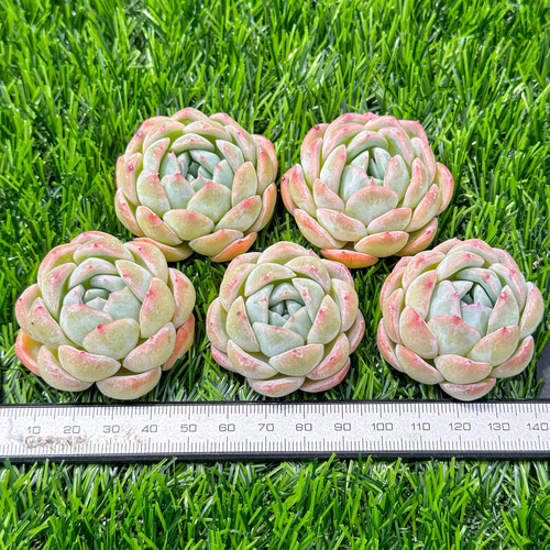 多肉植物   スリョン　韓国苗 多肉植物 スリョン 韓国苗 【公式通販】