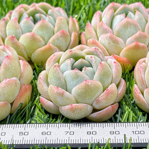 新入荷 大人気 多肉植物 エケベリア スリョン 超美苗 レア種 多肉植物