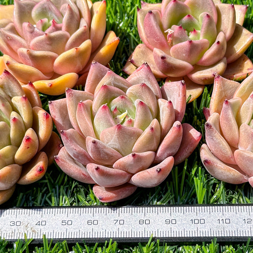 現品限り 大人気 多肉植物 スターファイヤー 超美苗 レア種 ゆうゆう発送 新入荷 多肉植物 エケベリア スターファイヤー 超美苗 レア種