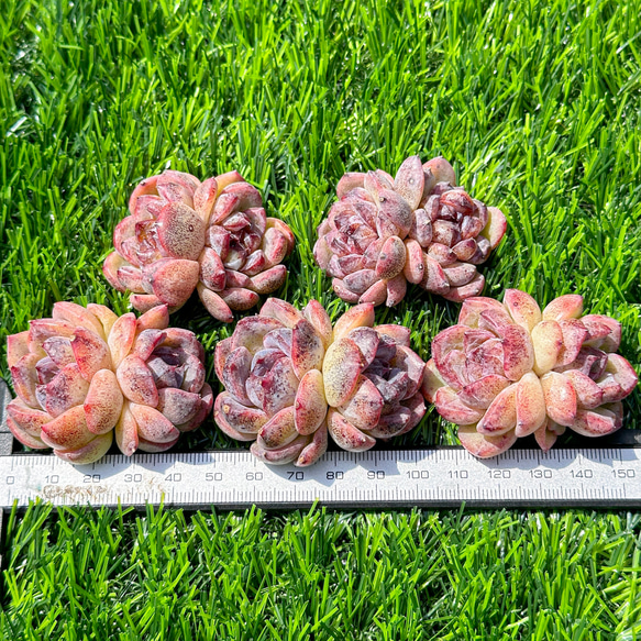 新入荷 大人気 多肉植物 エケベリア ムクゲ双頭 超美苗 レア種 5枚目の画像