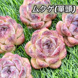 新入荷 大人気 多肉植物 エケベリア ムクゲ単頭 超美苗 レア種 1枚目の画像