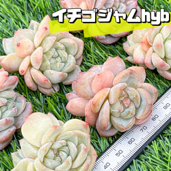 新入荷 大人気 多肉植物 エケベリア イチゴジャムhyb 超美苗 レア種 1枚目の画像