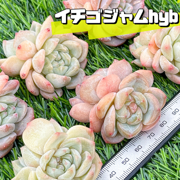 新入荷 大人気 多肉植物 エケベリア イチゴジャムhyb 超美苗 レア種 1枚目の画像