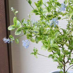 ブルーのお花❤︎斑入りセアノサス【エルドラド】 4枚目の画像