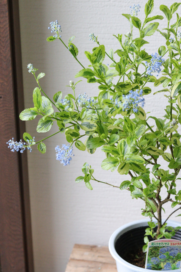 ブルーのお花❤︎斑入りセアノサス【エルドラド】 4枚目の画像