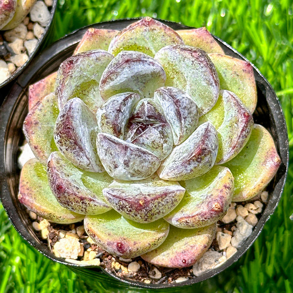 姫秋麗錦 H76-1 50苗 多肉植物 エケベリア レア種 韓国苗 サボテン