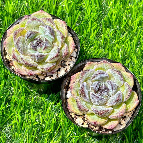 新入荷 大人気 多肉植物 エケベリア ブラックビーチ 超美苗 レア種