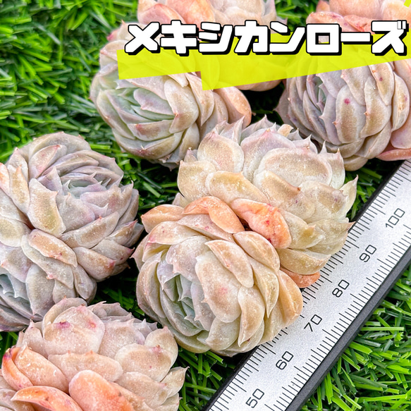 新入荷 大人気 多肉植物 エケベリア メキシカンローズ 超美苗 レア種 1枚目の画像