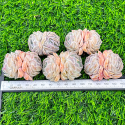 新入荷 大人気 多肉植物 エケベリア メキシカンローズ 超美苗 レア種 4枚目の画像