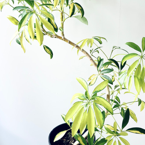 35. 希少 シェフレラルナ5号鉢 75cm 観葉植物 多肉植物 calm cafe pure