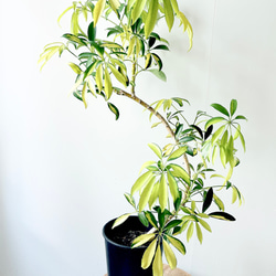 fad2307bdb9818a3347bbacaff9b8d