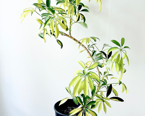 観葉植物 シェフレラ 185cm 観葉植物 シェフレラ リサ 8号 | Plant Hunt（プラントハント）