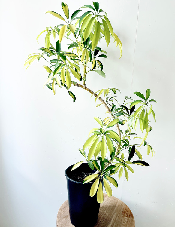 35. 希少 シェフレラルナ5号鉢 75cm 観葉植物 多肉植物 calm cafe pure