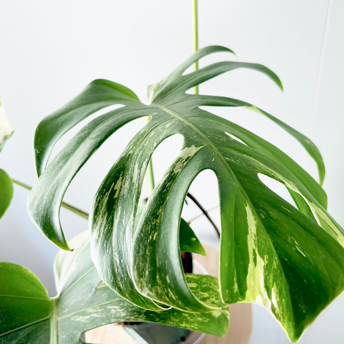 601. 希少 斑入り モンステラ ホワイトタイガー 5号鉢 多肉植物 601. 希少 斑入り モンステラ ホワイトタイガー 5号鉢 多肉植物