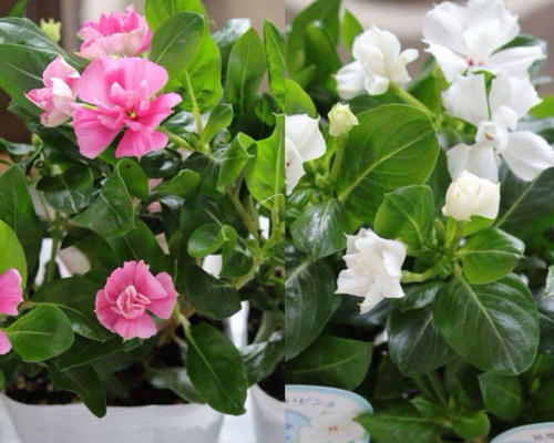 ❁Mayumi❁Ｈ【蕾付き】デッドストック♡綾♡ブルーローズ／芽接ぎ苗 ❁Mayumi❁H【蕾付き】デッドストック♡綾♡ブルーローズ