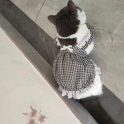 可愛い猫犬　ワンチャン　ニャーチャン　ペット服 7枚目の画像