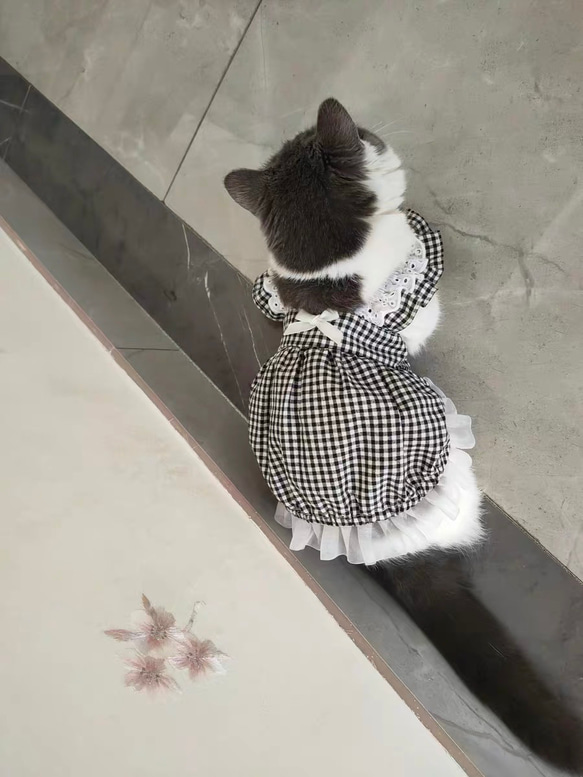 可愛い猫犬　ワンチャン　ニャーチャン　ペット服 7枚目の画像