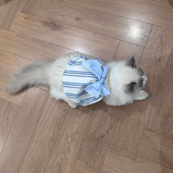 可愛い猫犬　ワンチャン　ニャーチャン　ペット服 3枚目の画像