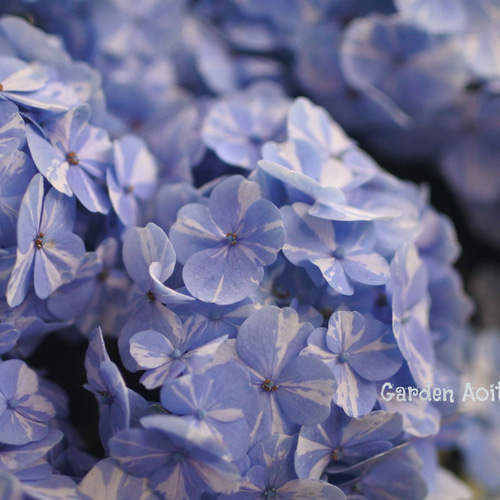 紫陽花 苗　絞り咲き　ラブリーデイ　特大　来年用 紫陽花 苗 絞り咲き ラブリーデイ 特大 来年用