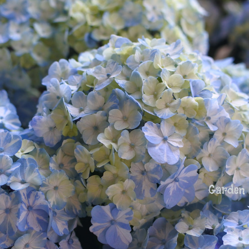 あじさい*ラブリーデイ* その他インテリア雑貨 Garden Aoitori