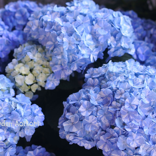 あじさい*ラブリーデイ* その他インテリア雑貨 Garden Aoitori