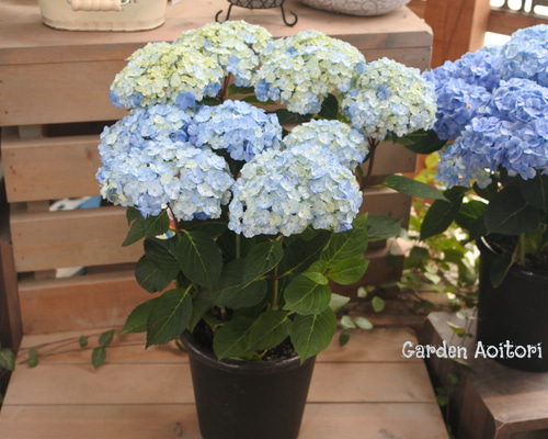 ed2903747e13dee89d8ff5afc8233a