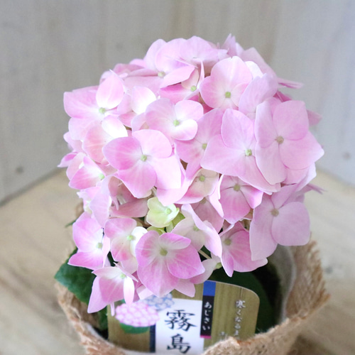 四季咲き♡霧島の恵♡紫陽花♡ガクアジサイ♡ アートフラワー