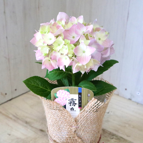 も*子様 【訳あり品】　アジサイ　育成用株　4寸22ポット　紫陽花 霧島の恵 も*子様 【訳あり品】 アジサイ 育成用株 4寸22ポット 紫陽花