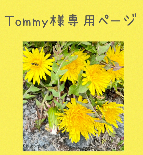 Tommy様　専用ページ　たんぽぽ 1枚目の画像