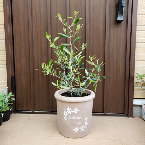 オリーブの木 ネバディロブランコ テラコッタ鉢植え 苗 シンボル