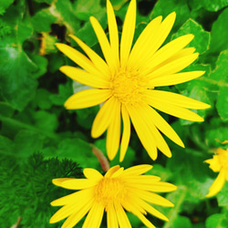 グランドカバー　多年草　宿根草　黄色い花　花壇　ガーデニング　病害虫に強い　おまけ　花　苗　花苗　タンポポ　たんぽぽ 6枚目の画像