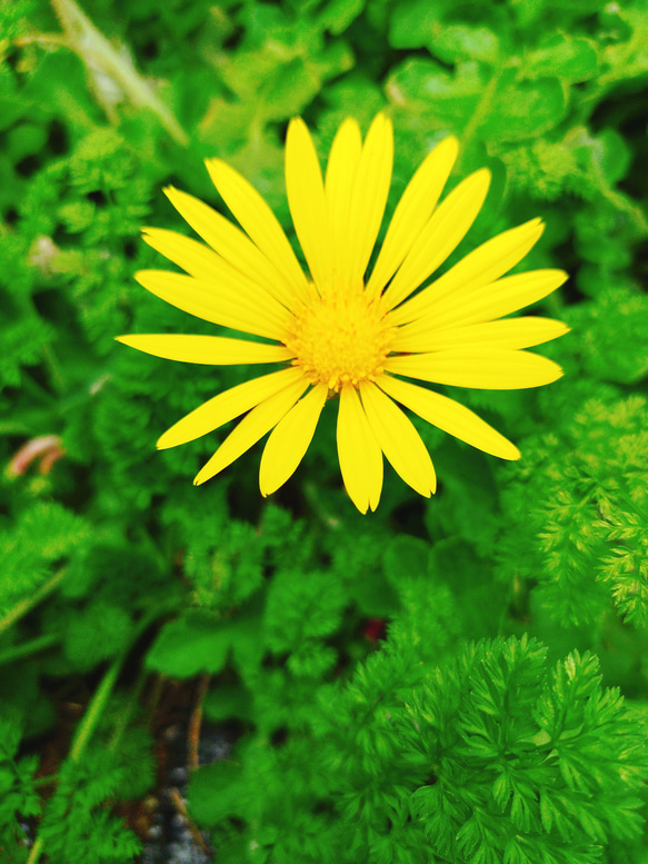 グランドカバー　多年草　宿根草　黄色い花　花壇　ガーデニング　病害虫に強い　おまけ　花　苗　花苗　タンポポ　たんぽぽ 2枚目の画像